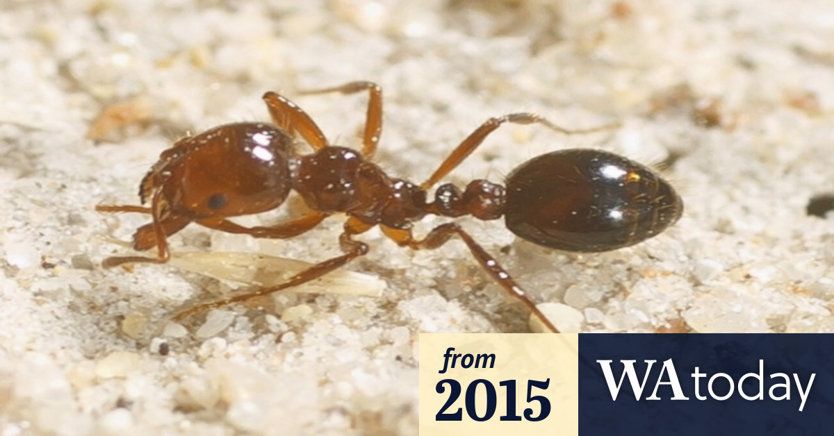 The secret life of ants and their toilet habits